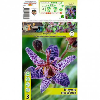 Tricirtis Blue Spotted slika 1